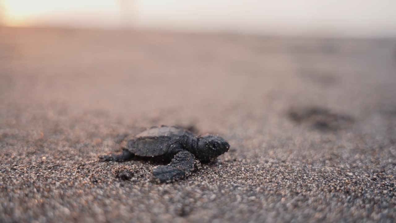 Baby turtle struggling on sandy coastline to reach sea water, close up view