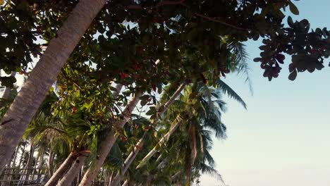 Leaning-Coconut-Palms-on-tropical-empty-sand-beach-at-sunset