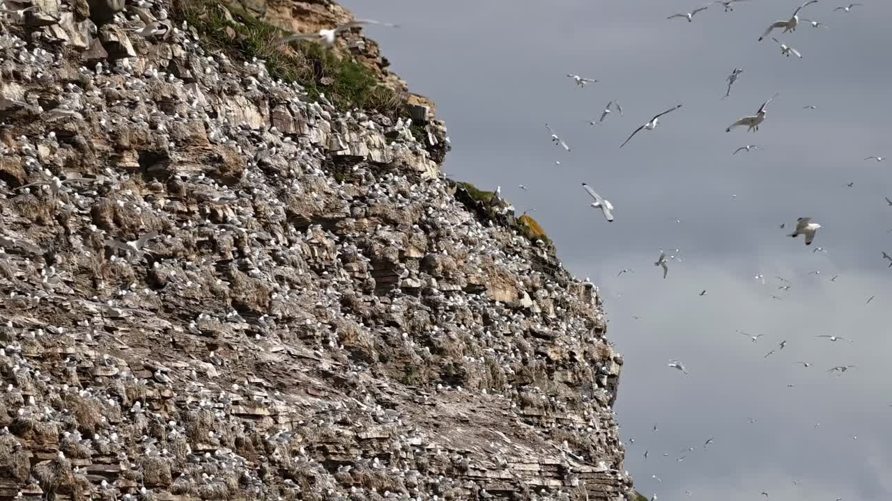 Slow motion pan from bird covered cliff to sea surface in Finnmark, Norway. Seabirds nest on rocks and fly through air in large numbers along arctic coast