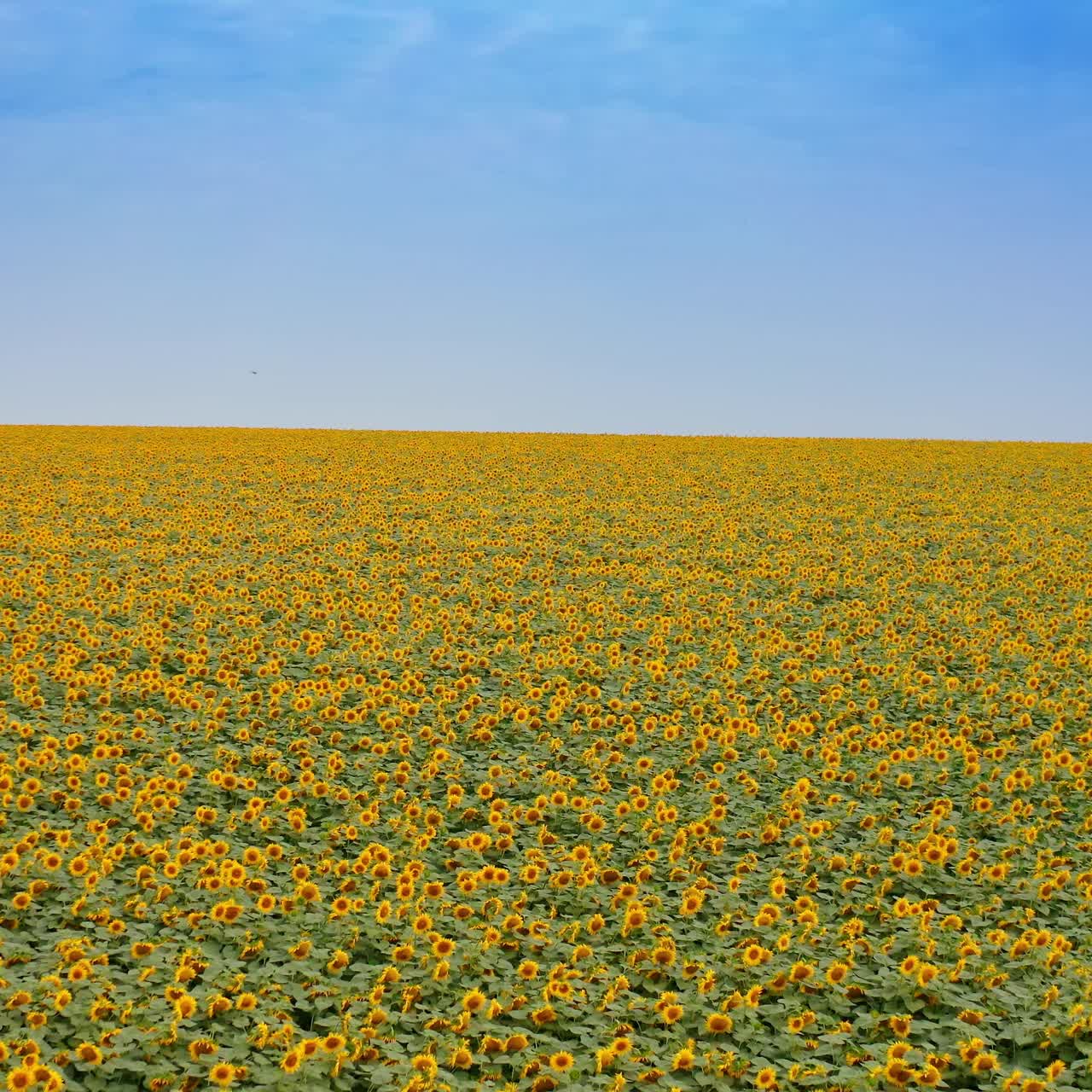 Yellow and blue contrast of nature. Beautiful sunflower field under blue clear sky. Large plantation of blooming agriculture seed plants in summer