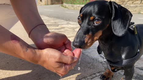 adorable miniature dachshund drinking water from owner hands, close up