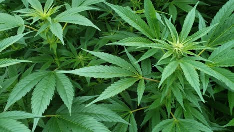 young hemp plants beginning to flower and produce buds that will be harvested to produce cbd oil and other products