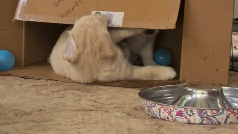 golden retriever puppy coming out of cardboard box to drink water