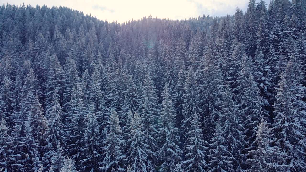 A Dense Coniferous Forest Covered In Snow On A Sunny Day Of Winter - aerial drone shot