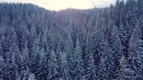 un denso bosque de coníferas cubierto de nieve en un día soleado de invierno - toma aérea de drones