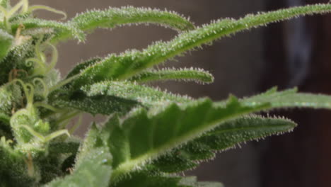 vista cercana de una planta de marihuana sativa femenina florecida brote apical con hojas, brotes, pistilos y tricomas lechosos, panorámica a la derecha