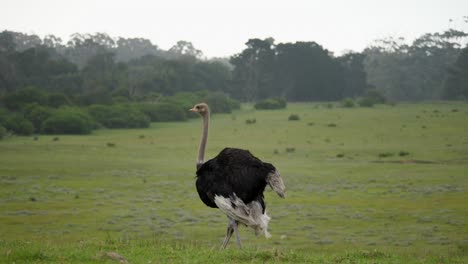 adult ostrich defecates and walks across grass plains, tracking shot