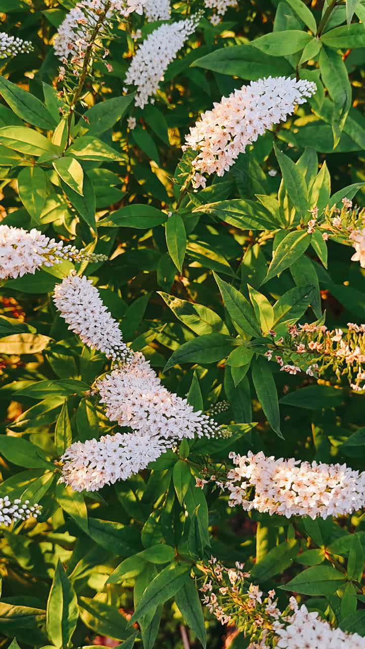 hermosas flores blancas y un follaje verde exuberante