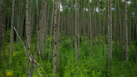 Antena-Cinematográfico-Zumbido-Deslizador-Derecho-Despacio-Soleado-Lozano-Verde-Perfecto-Denso-Bosque-De-álamo-Temblón-Paso-Crested-Butte-Teluride-Vail-Breckenridge-Maravillosa-Pacífico-Verano-Montañas-Rocosas-Colorado