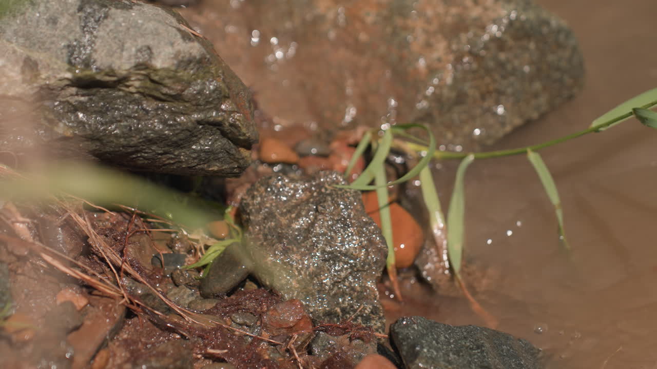 brown muddy river water swirling around wet stones and green grasses at bank edge, ripples and shimmer under soft daylight, earthy hues, gentle flow over textured rocks next to floating twigs