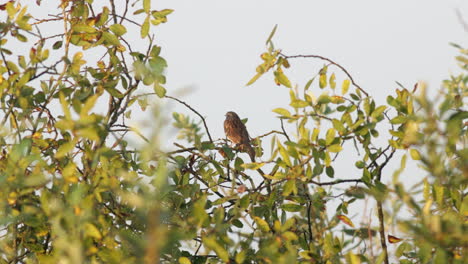 un dunnock sentado en un arbusto