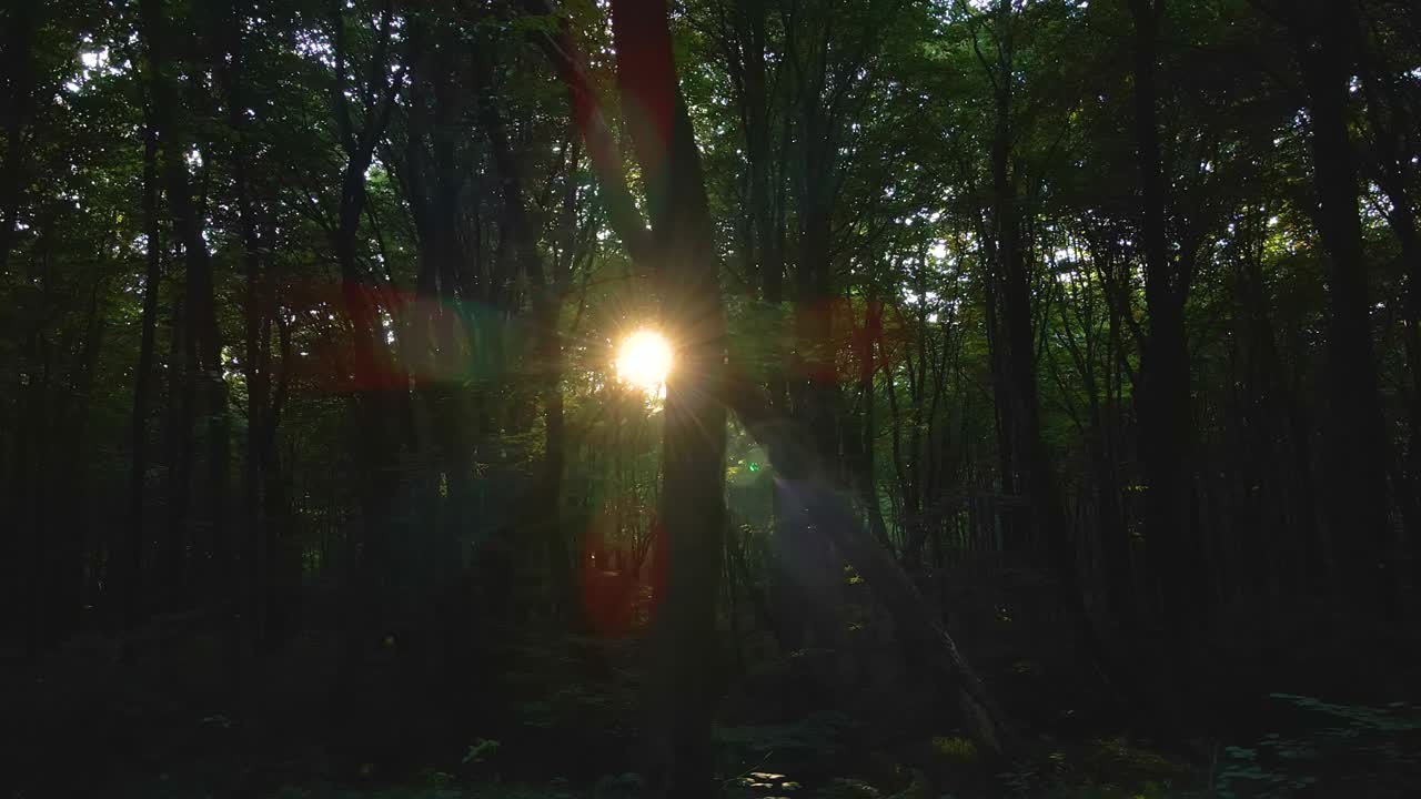 Dark gloomy woods with sun rays shining through dense foliage in morning