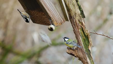 a group of european blue tits, coal tits, and great tits perched on a branch and feeding on peanuts in a wooden feeder