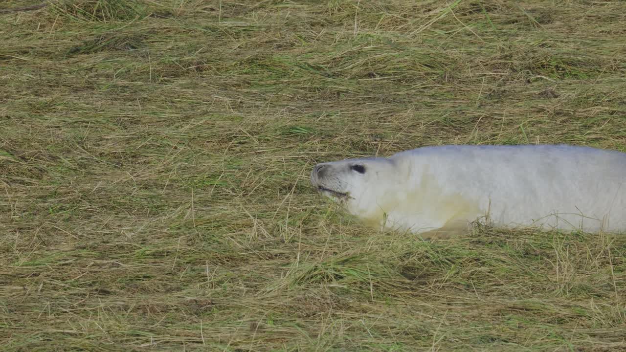 en la temporada de reproducción de la foca gris del atlántico, las crías recién nacidas con pelaje blanco se unen a las madres, alimentadas en el cálido sol de noviembre.