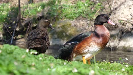 a female and a male mallard duck clean themselve and ruffling their feathers on a green meadow by a river