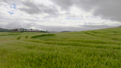 Campo-Agrícola-Con-Cultivos-De-Trigo-Verde-Inmaduro-Sostenible