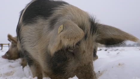 Retrato-De-Un-Lindo-Cerdo-De-Lana-Buscando-Comida-Al-Aire-Libre-En-Una-Nieve-Fría-Y-Profunda,-De-Cerca