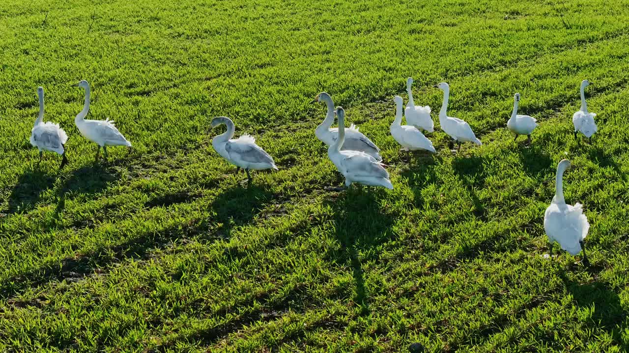 Group of tundra swans foraging in golden light across green Latvian spring field