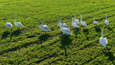 group of tundra swans foraging in golden light across green latvian spring field