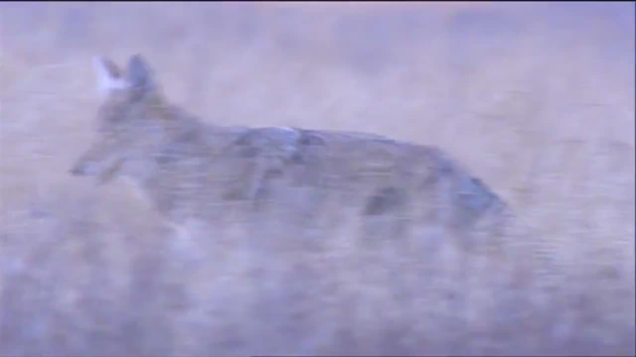 un coyote caza en la hierba alta