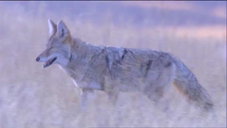 A-Coyote-Hunts-In-Tall-Grass