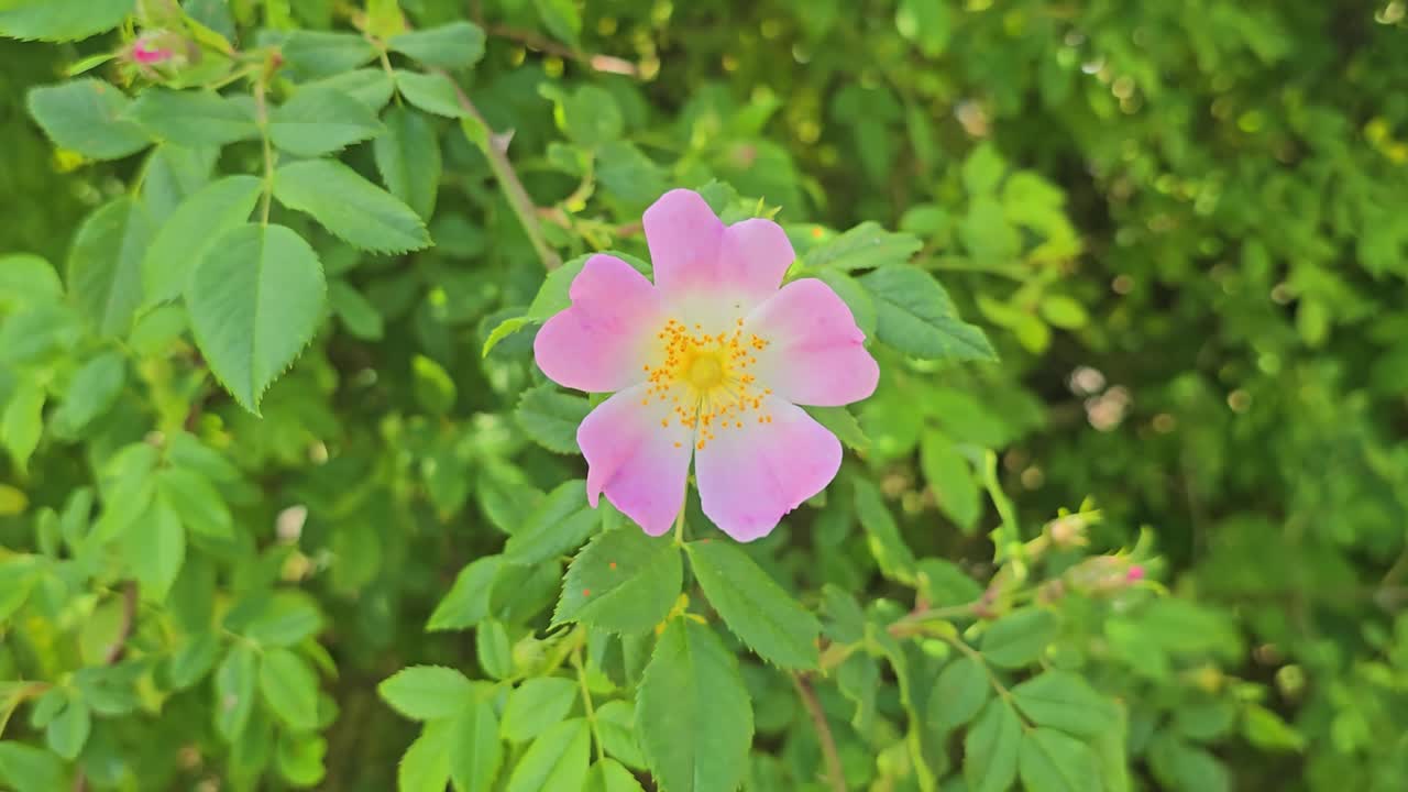 A single spring day: Pink blossom of the dog rose (Rosa canina)
