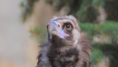 el buitre cinereo (aegypius monachus) es un gran pájaro raptor que se distribuye en gran parte de la eurasia templada. también se le conoce como el buitre negro, monje o buitre negro eurasiático.