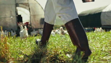 chicken, farm and legs of farmer in field