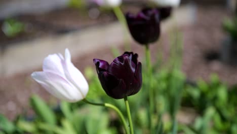 handheld close-up of purple and white tulips swaying gently with soft focus.