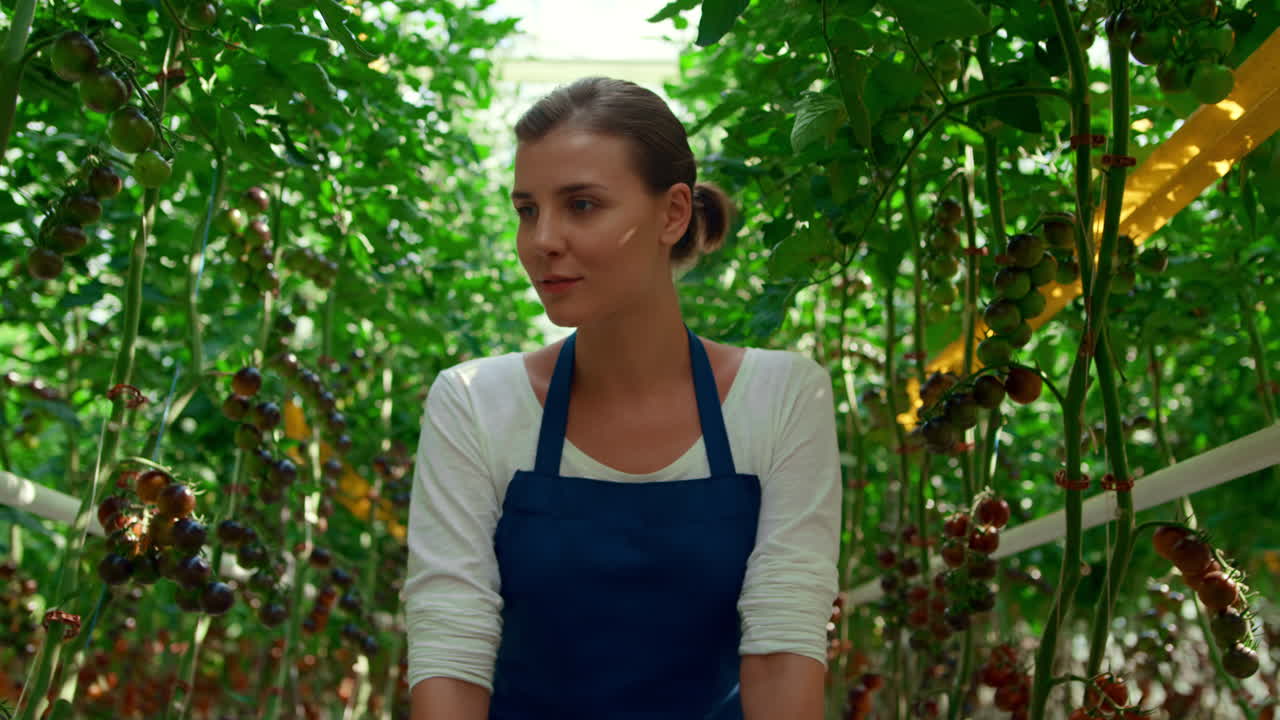 buena mujer granjera, plantación de tomate, análisis de la cosecha, tierras de cultivo, industria al aire libre.