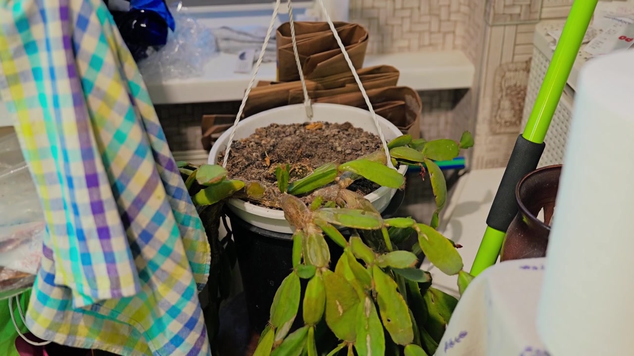 Crowded home storage space filled with plants, household items, everyday clutter