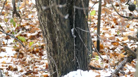 native north american nuthatch bird on fresh snowy ground during late fall