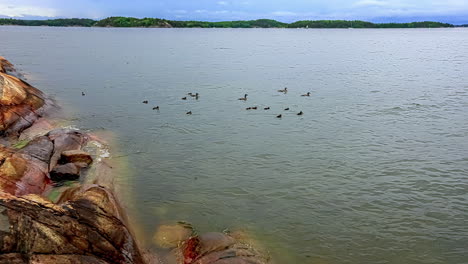 group of ducks with ducklings swimming in the lake near the rocky coastline