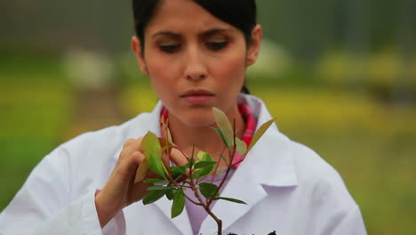 woman inspecting plant