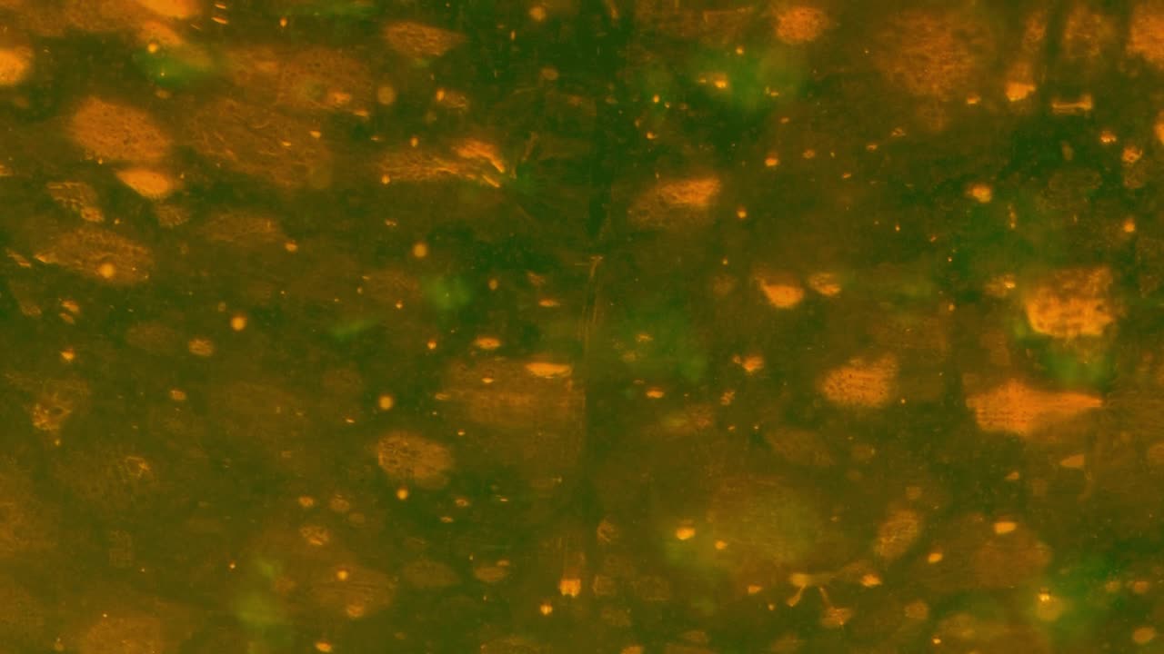 Green and gold floating animated wallpaper background