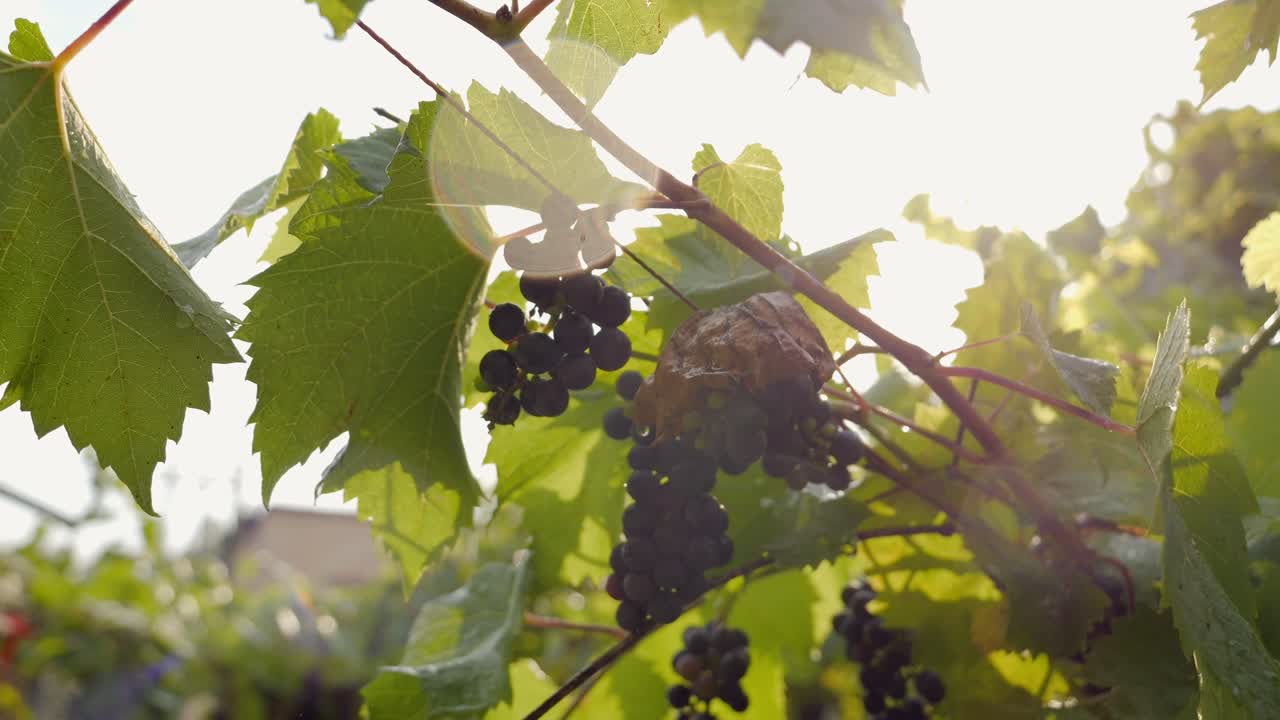 lluvia de verano cayendo en racimos de uvas púrpuras