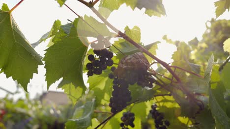 Summer-rain-falling-on-clusters-of-purple-grapes