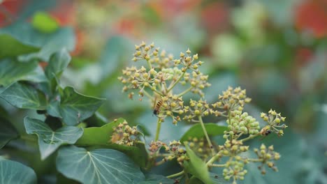 bees gathering nectar and pollen from the ivy flowers