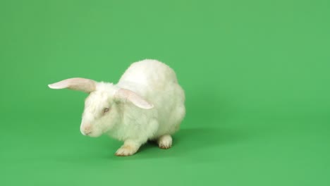 white rabbit on green background