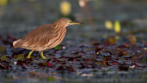 closeup of indian pond heron fishing in water lily pond