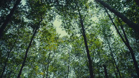 Inclinándose-Hacia-Abajo-Desde-Las-Copas-De-Los-árboles-Hasta-El-Suelo-De-Un-Bosque-De-Manglares.