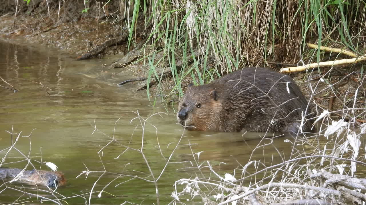 A family of beavers resting on the river bank