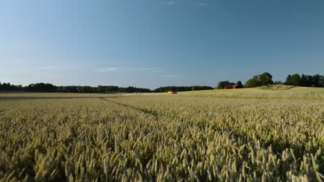 oats field on summer day in sweden