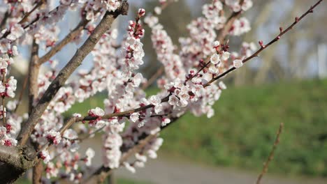 Weiße-Kirschblüten-Mit-Herumfliegenden-Bienen-Und-Einem-Pfad-Im-Hintergrund
