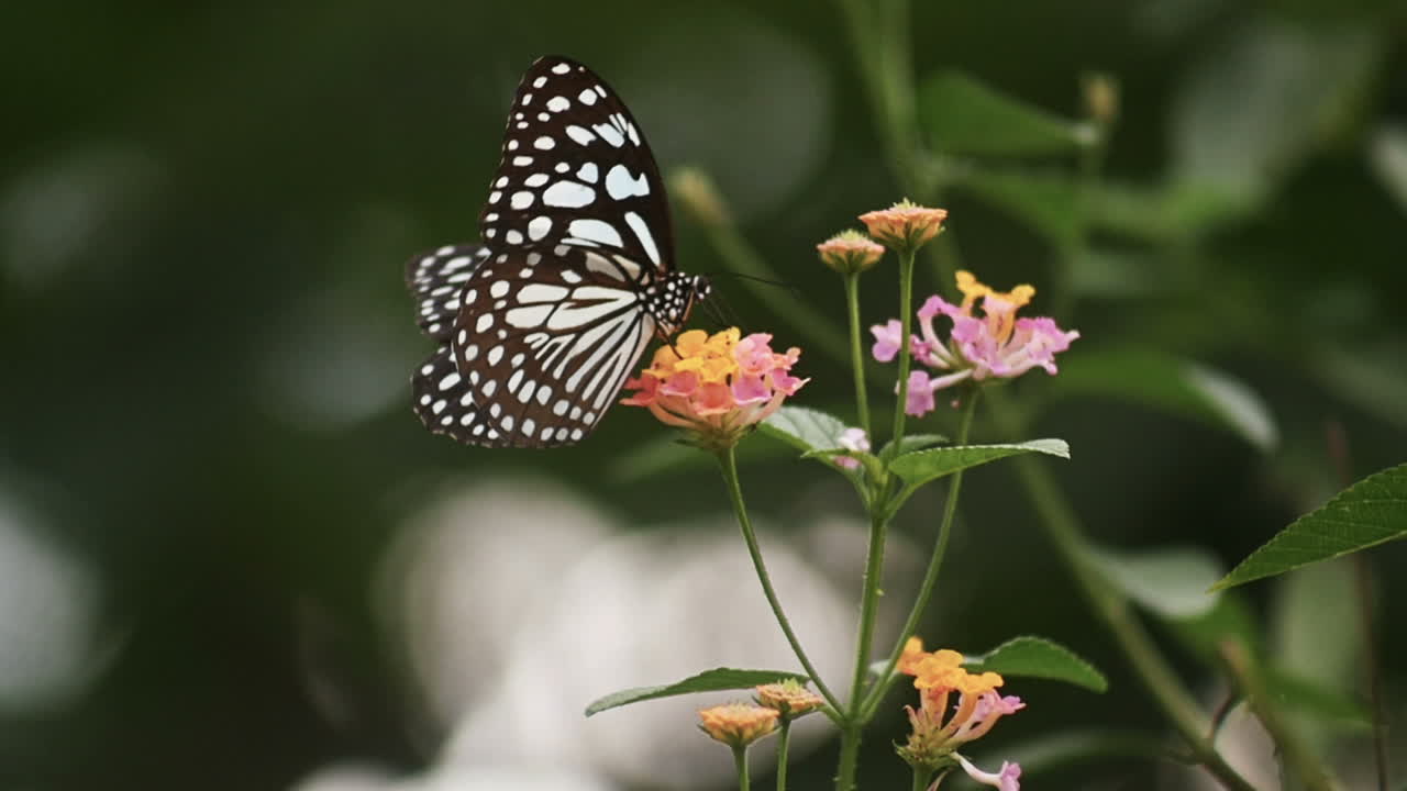 Farfalla su un fiore