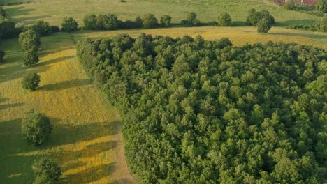 aerial view of a green forest surrounded by fields full of wildflowers