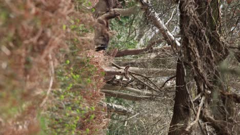 Hirsch-Im-Neuen-Wald,-Porträtclip-8