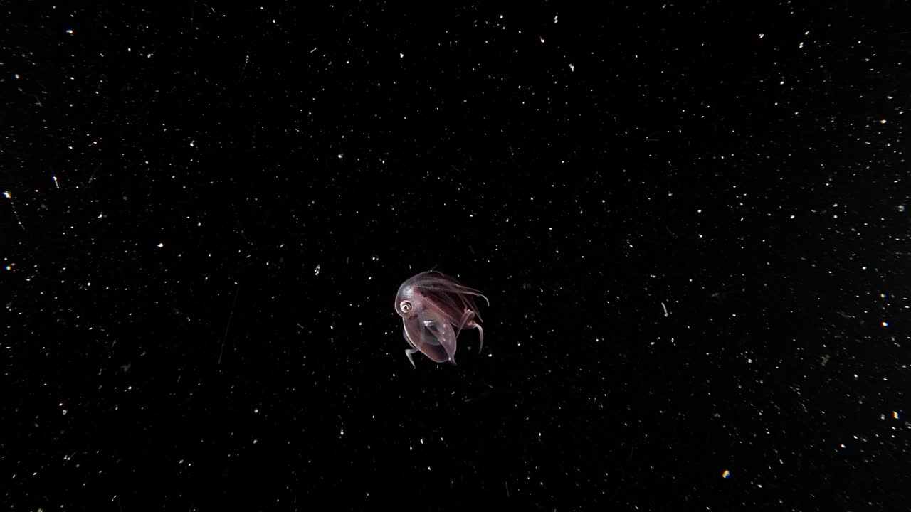 A juvenile Diamond Squid (Thysanoteuthis rhombus) swims away, turns and flashes color, during a blackwater dive in Anilao, Philippines