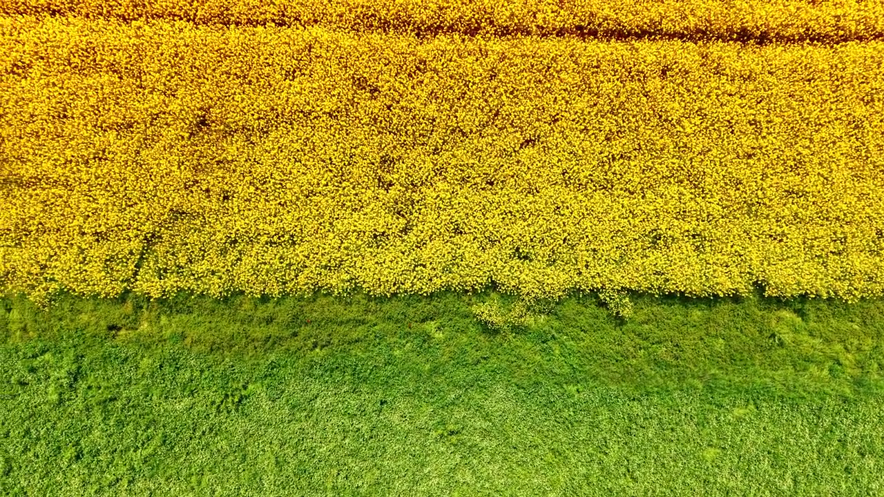 Vista aérea que divide un campo de colza amarilla y un prado verde. Vista dividida en ángulo alto de un campo de canola amarilla en flor junto a un prado agrícola verde.