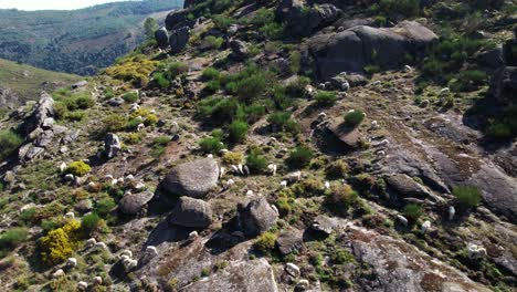 Ovejas-En-La-Vista-Aérea-De-Las-Montañas